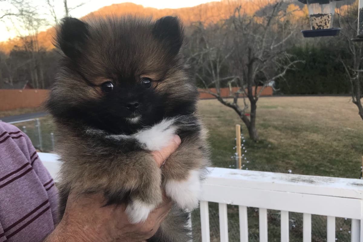 Pomeranian Puppies breeder image 7