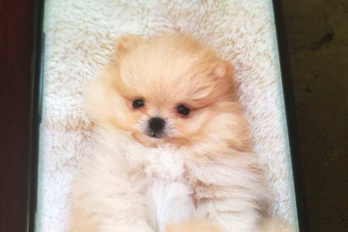 Pomeranian Puppies breeder image 5