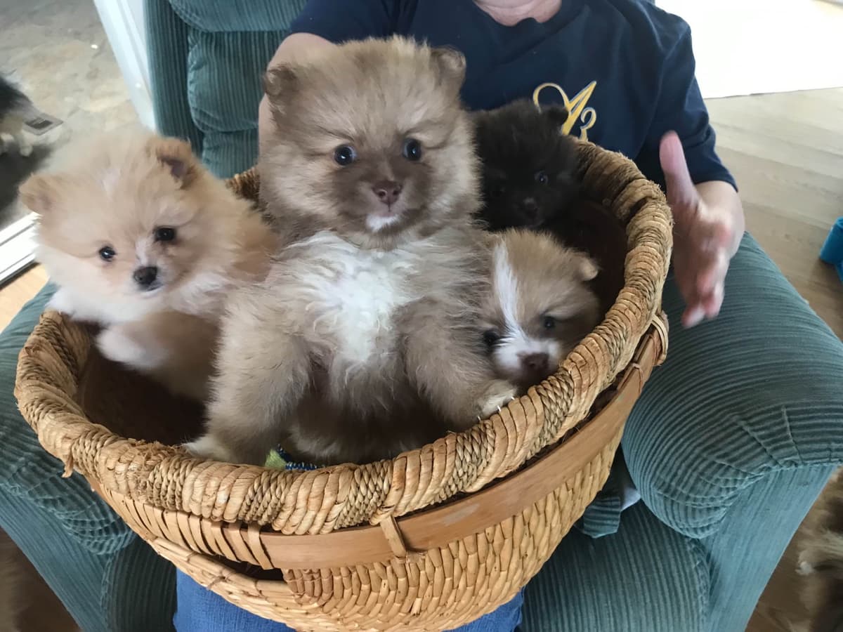 Pomeranian Puppies breeder image 9