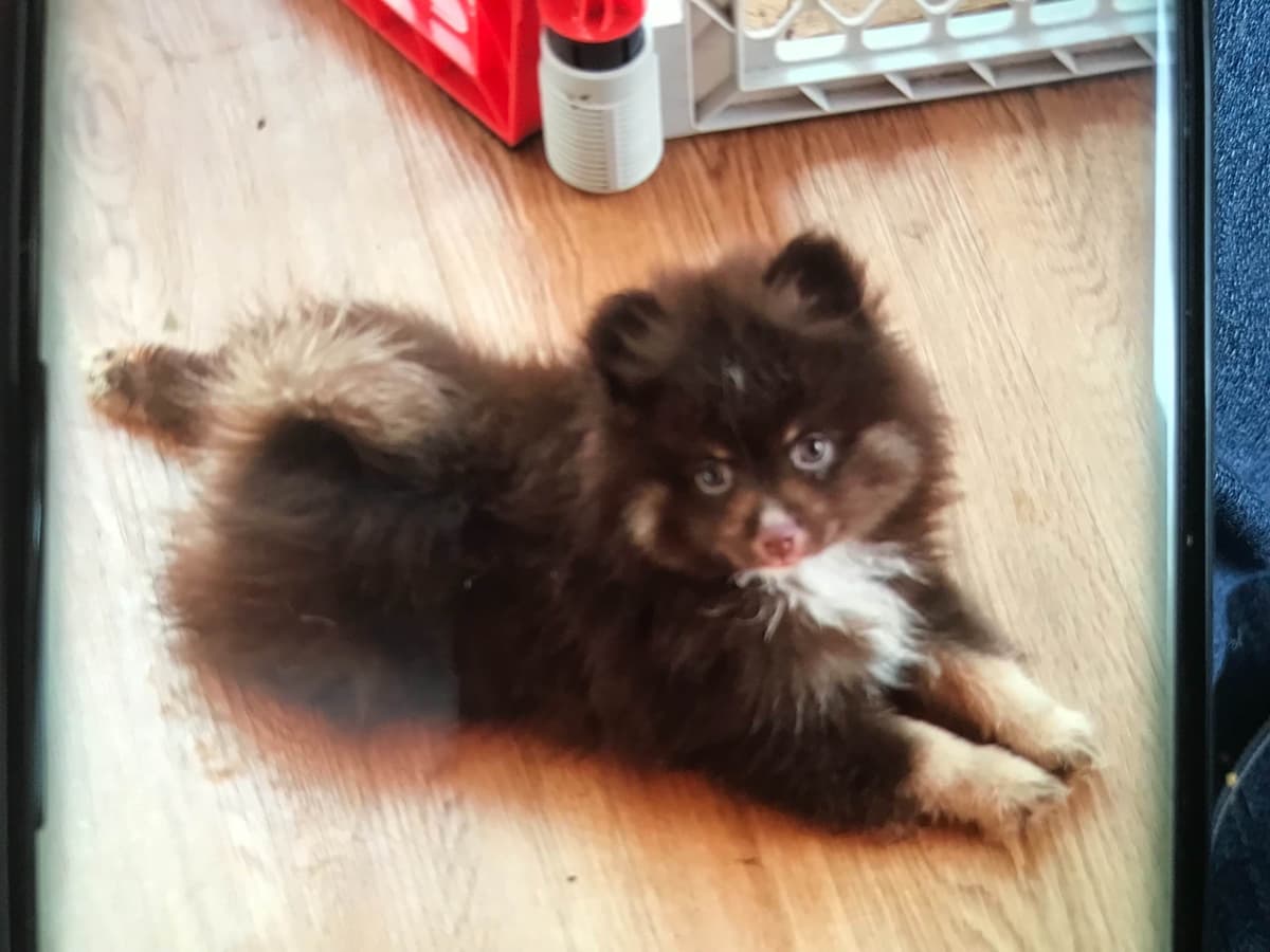 Pomeranian Puppies breeder image 4