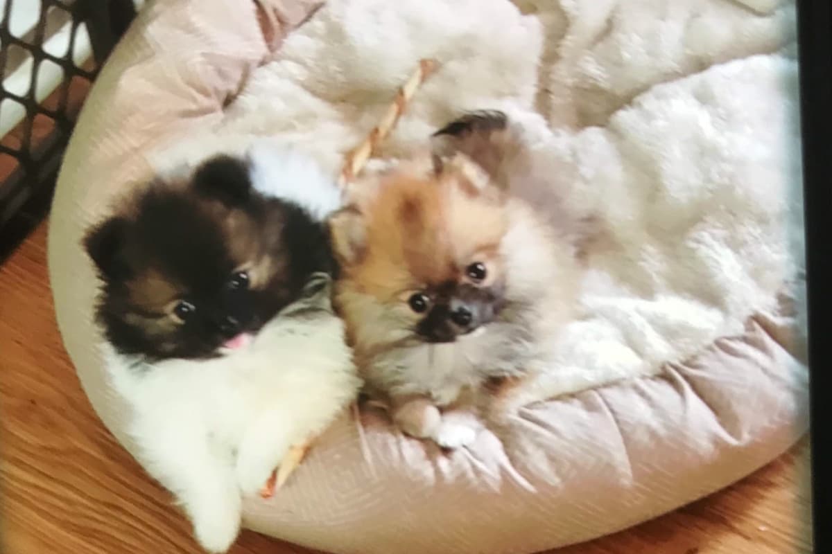 Pomeranian Puppies breeder image 10