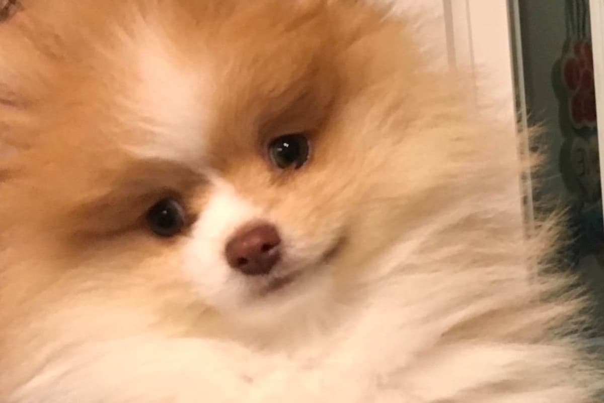 Pomeranian Puppies breeder image 3