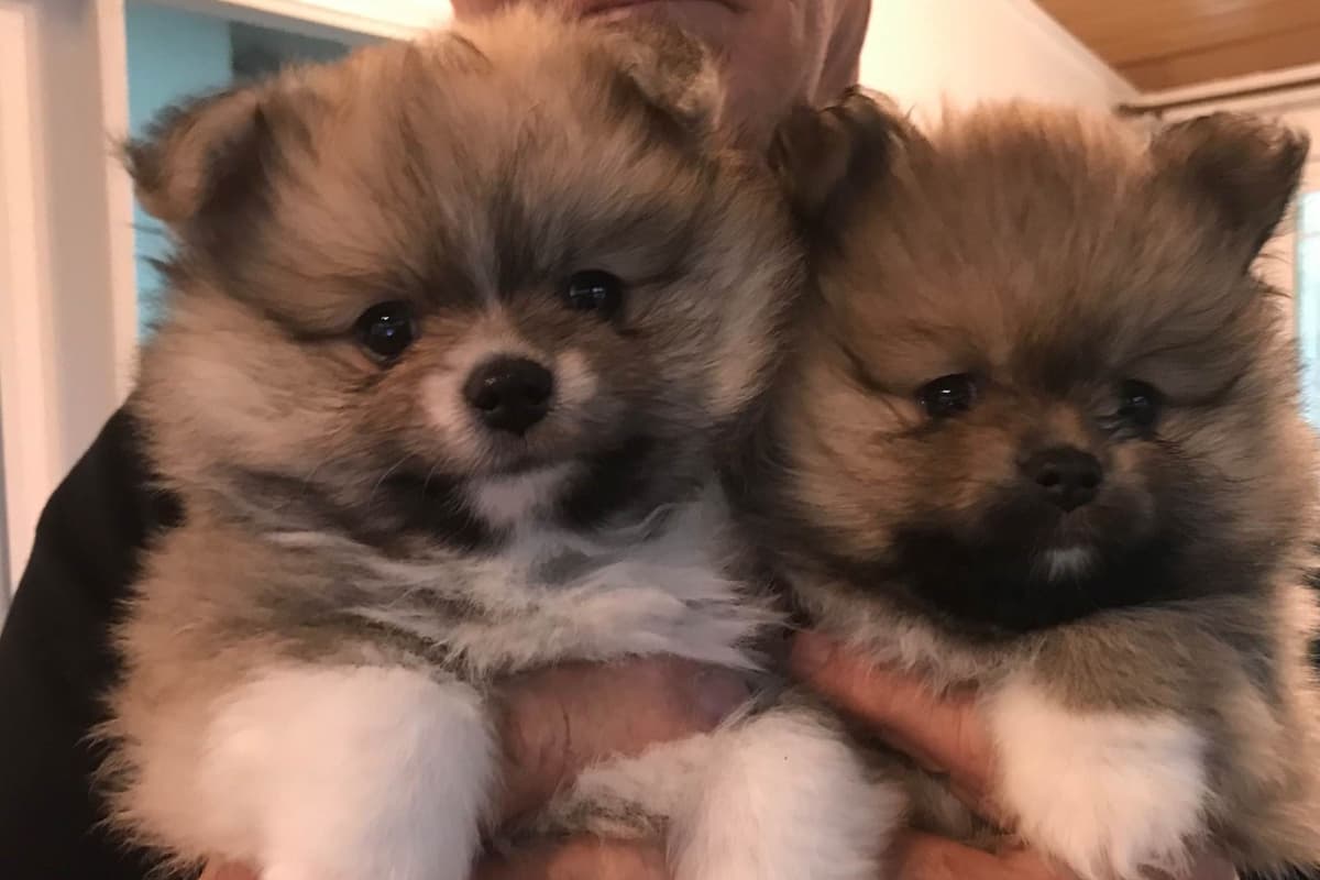 Pomeranian Puppies breeder image 2