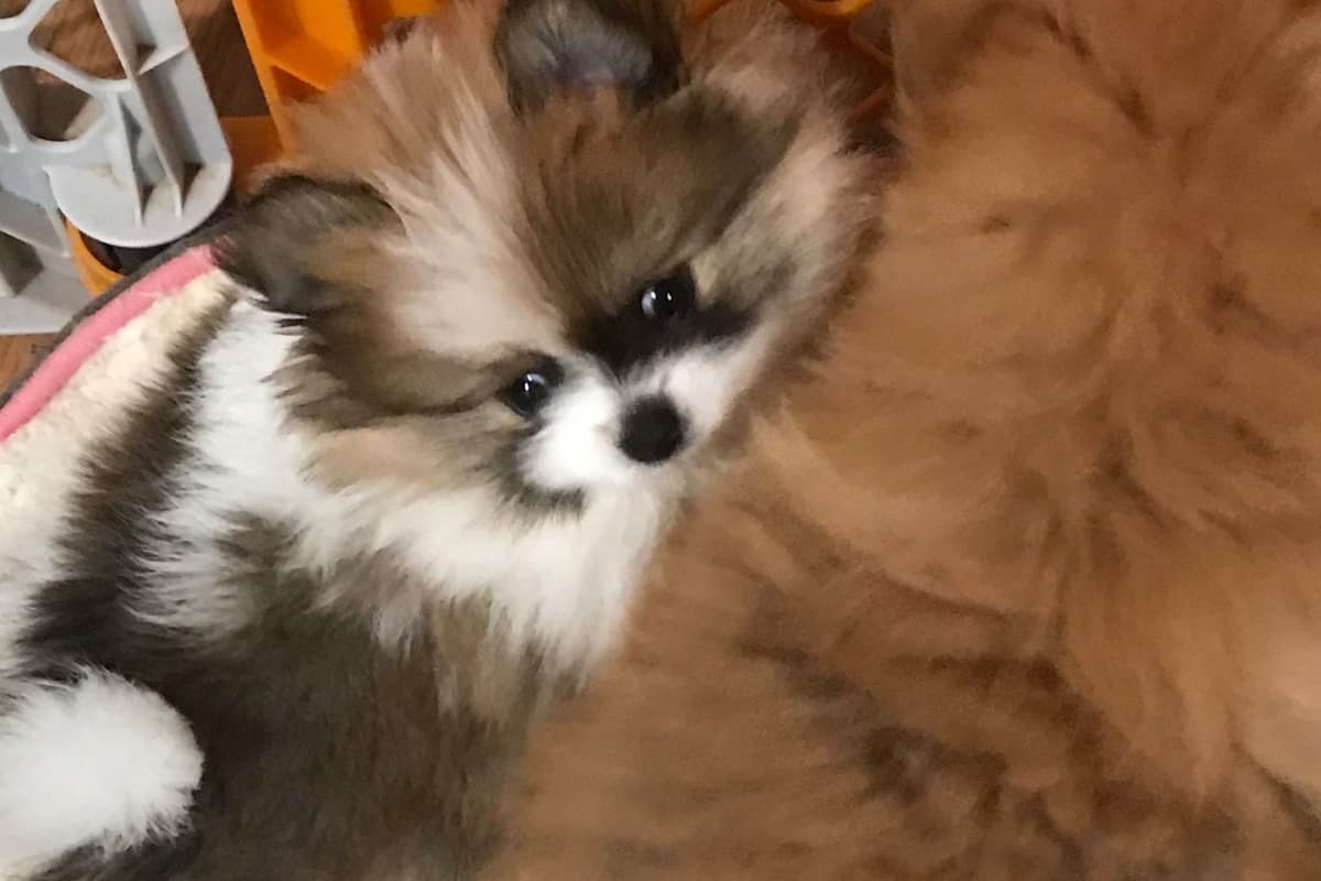 Pomeranian Puppies breeder image 13