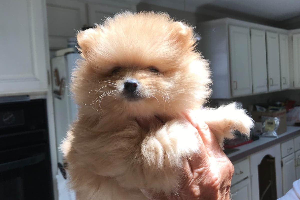 Pomeranian Puppies breeder image 14