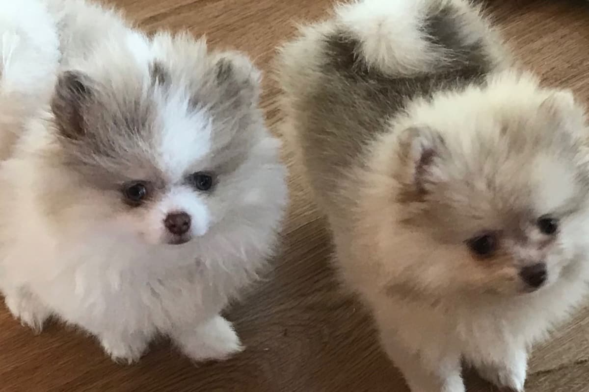 Pomeranian Puppies breeder image 15