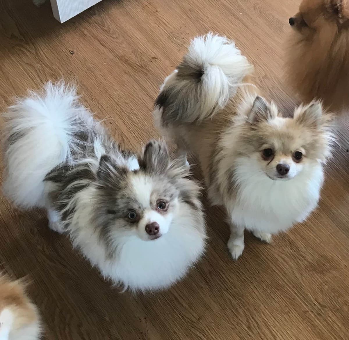 Pomeranian Puppies breeder image 16