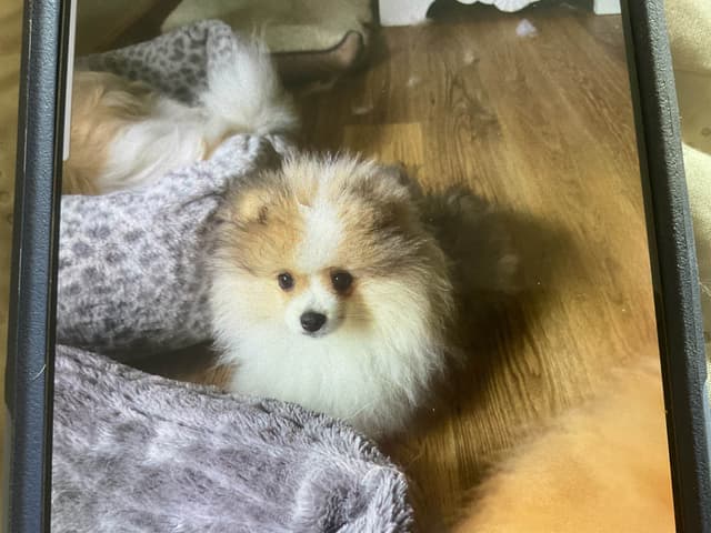 Pomeranian Puppies media 2