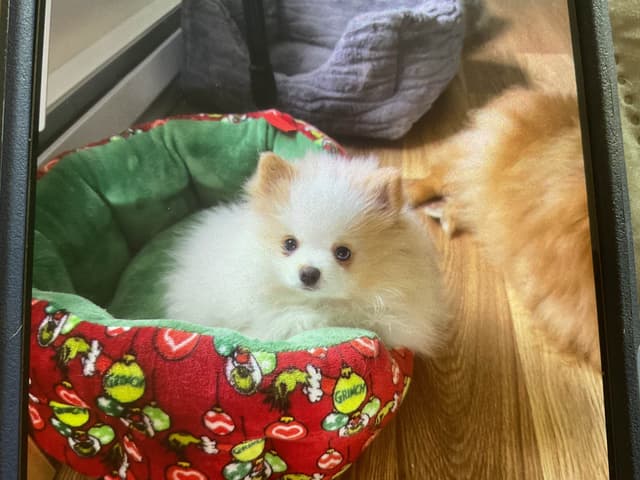 Pomeranian Puppies media 2