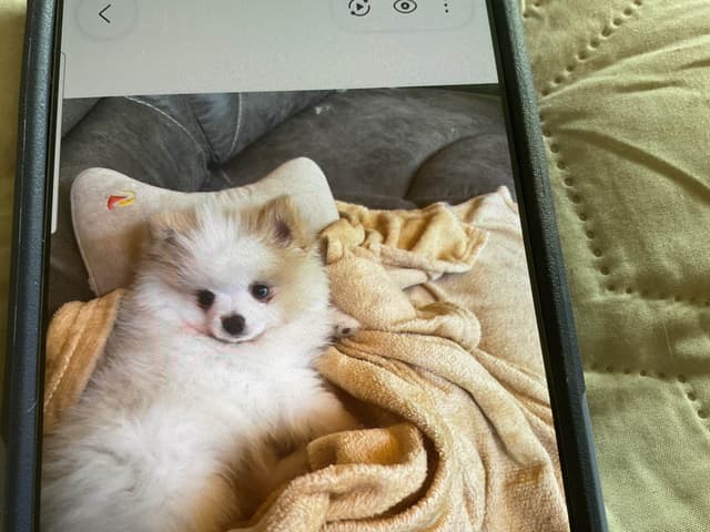 Pomeranian Puppies media 3