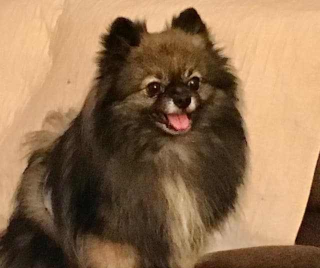 Pomeranian Puppies media 5