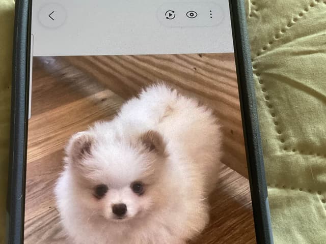 Pomeranian Puppies media 4
