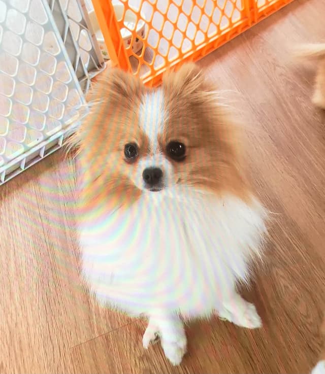 Pomeranian Puppies media 3