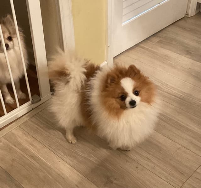 Pomeranian Puppies media 4