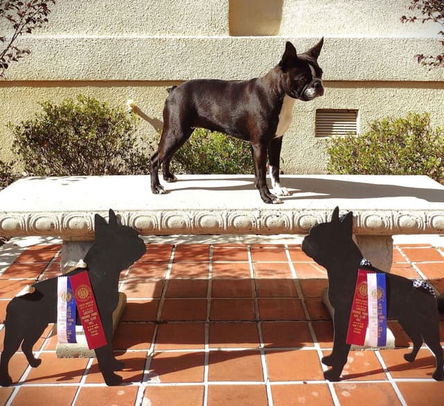 Boston Terrier Puppies Bred for Excellence media 5