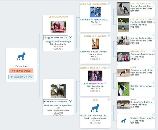 Boston Terrier Puppies Bred for Excellence media 6