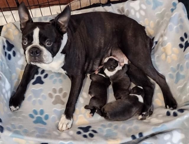 Boston Terrier Puppies Bred for Excellence media 7