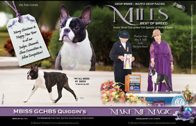 Boston Terrier Puppies Bred for Excellence media 4