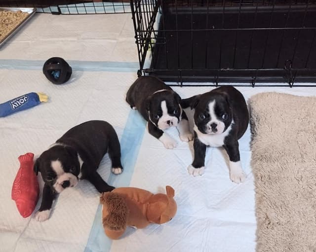Boston Terrier Puppies Bred for Excellence media 8