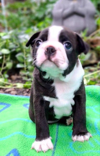 Boston Terrier Puppies Bred for Excellence media 3