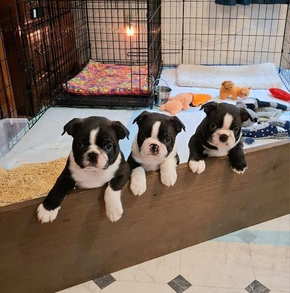Boston Terrier Puppies Bred for Excellence media 9