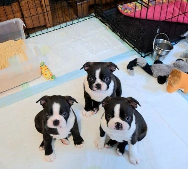 Boston Terrier Puppies Bred for Excellence media 10