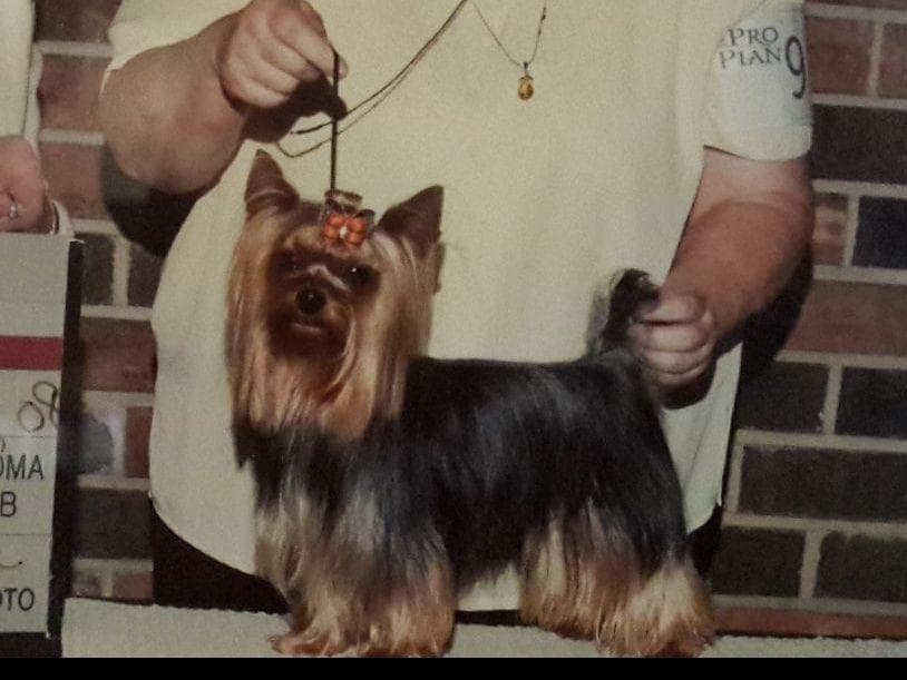 Yorkshire Terrier Puppies breeder image 1