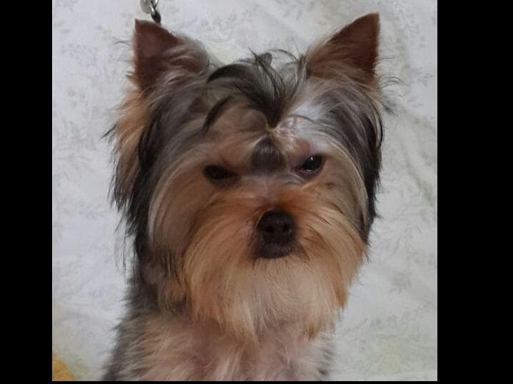 Yorkshire Terrier Puppies breeder image 2