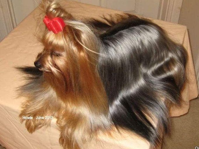 Yorkshire Terrier Puppies breeder image 3