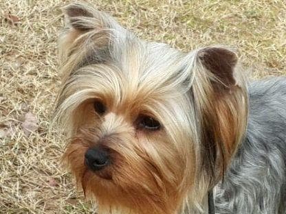 Yorkshire Terrier Puppies breeder image 4