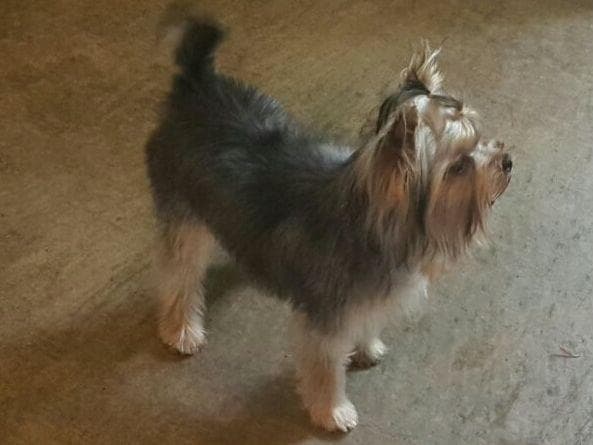 Yorkshire Terrier Puppies breeder image 5