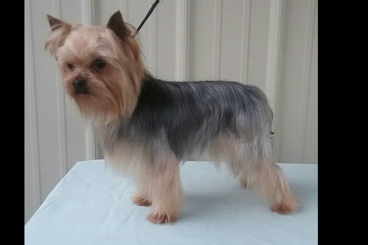 Yorkshire Terrier Puppies breeder image 6