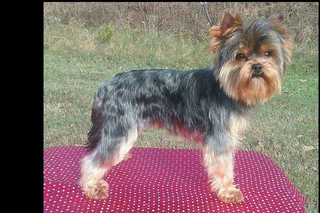 Yorkshire Terrier Puppies breeder image 7