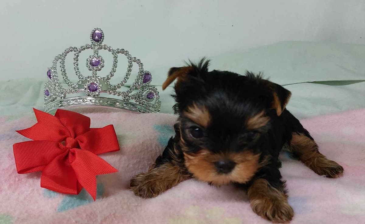 Yorkshire Terrier Puppies breeder image 8