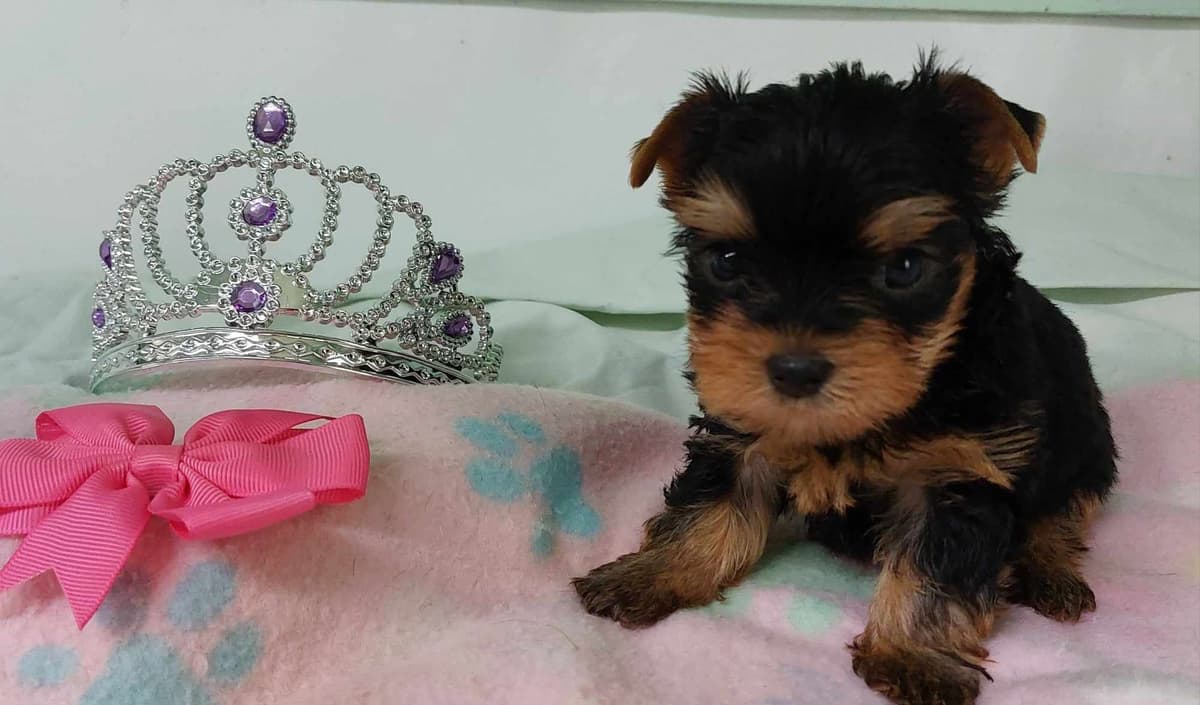Yorkshire Terrier Puppies breeder image 9