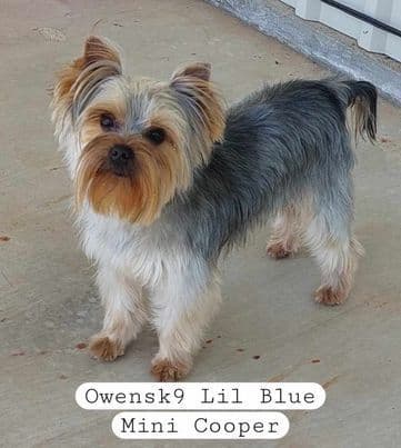 Yorkshire Terrier Puppies breeder image 10