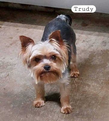 Yorkshire Terrier Puppies breeder image 11