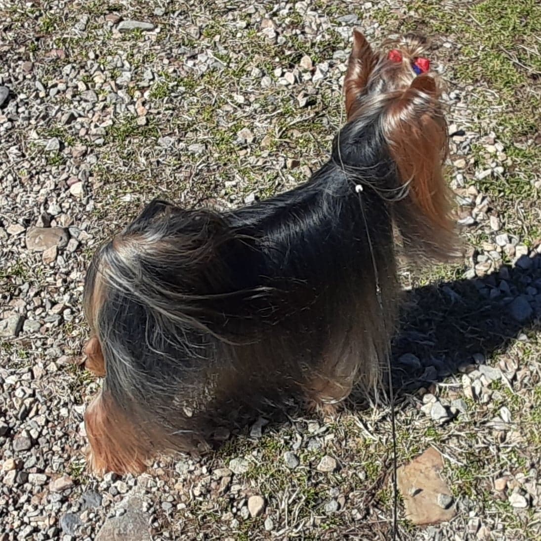 Yorkshire Terrier Puppies breeder image 13