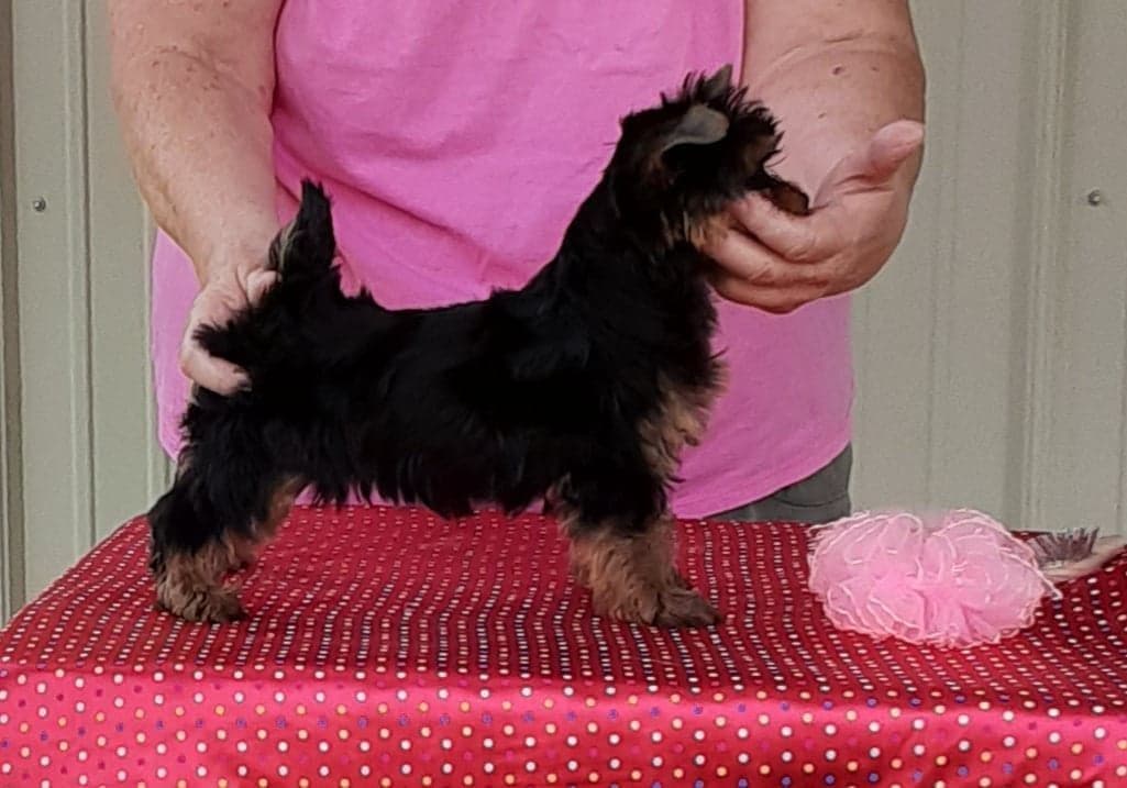 Yorkshire Terrier Puppies breeder image 16