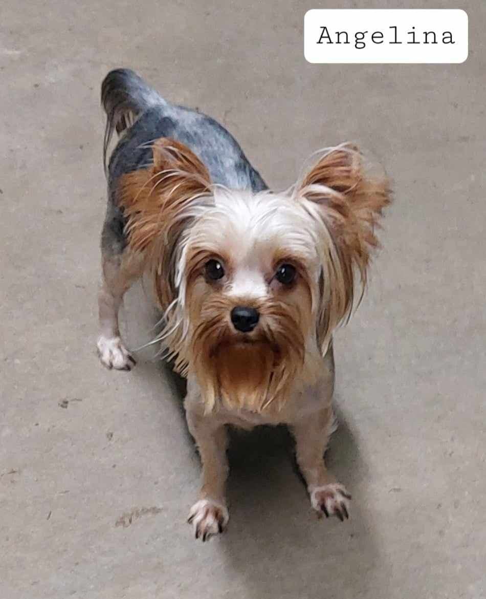 Yorkshire Terrier Puppies breeder image 17