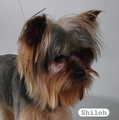 Yorkshire Terrier Puppies breeder image 19