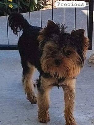 Yorkshire Terrier Puppies breeder image 20