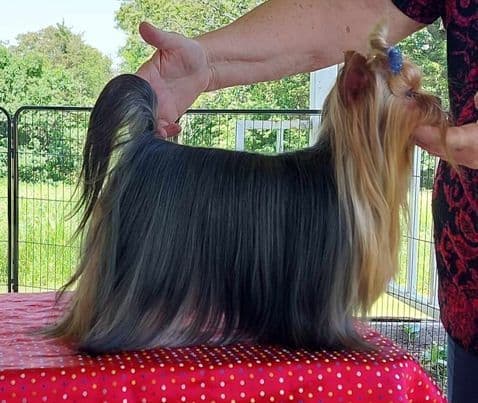 Yorkshire Terrier Puppies breeder image 21