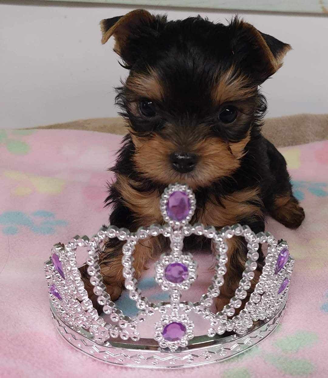 Yorkshire Terrier Puppies breeder image 22