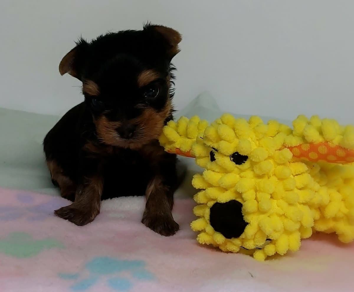 Yorkshire Terrier Puppies breeder image 23