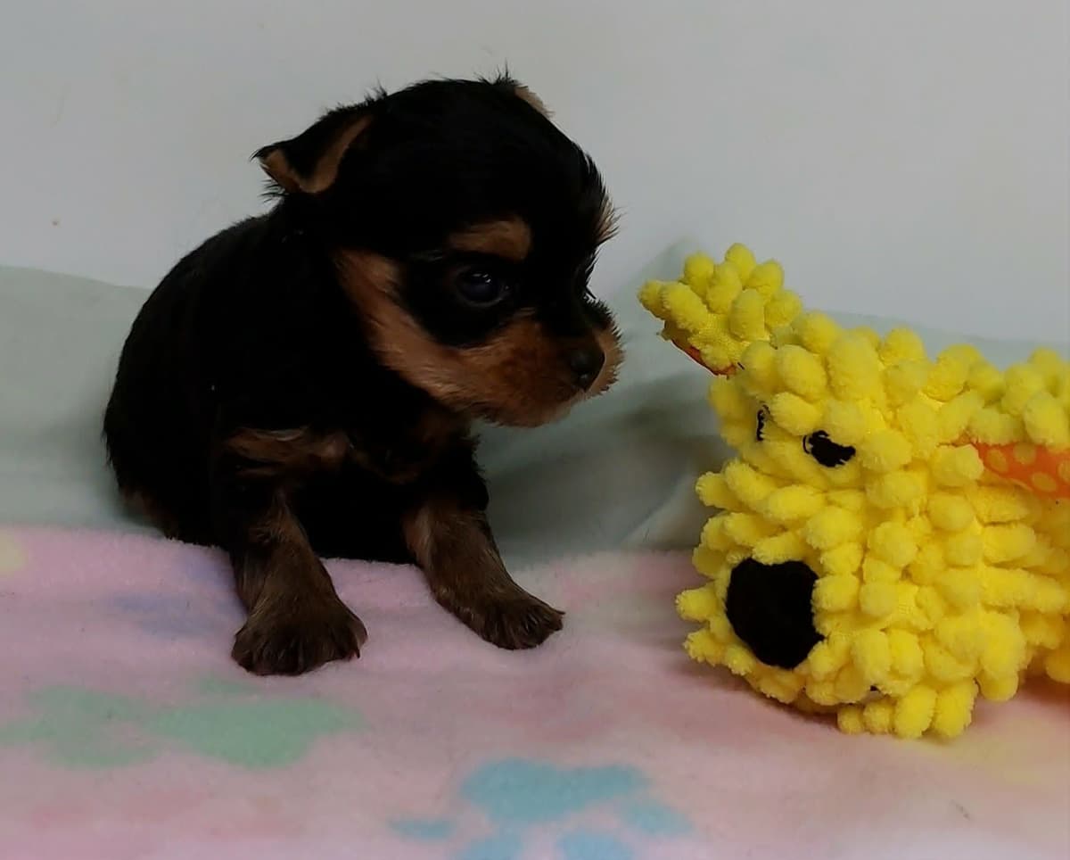 Yorkshire Terrier Puppies breeder image 25