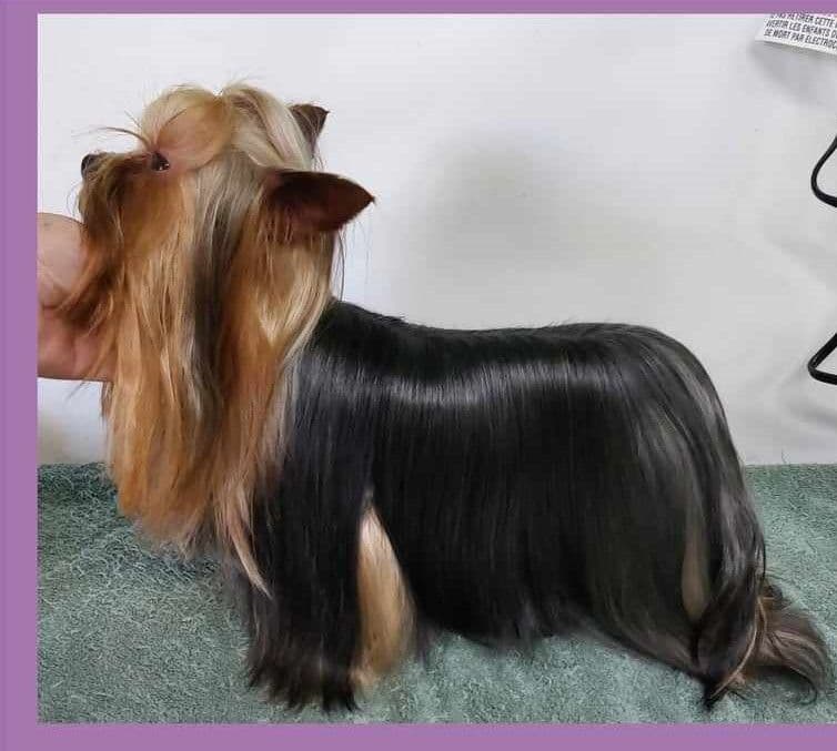 Yorkshire Terrier Puppies breeder image 27