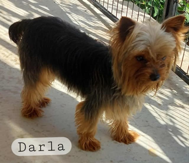 Yorkshire Terrier Puppies media 6