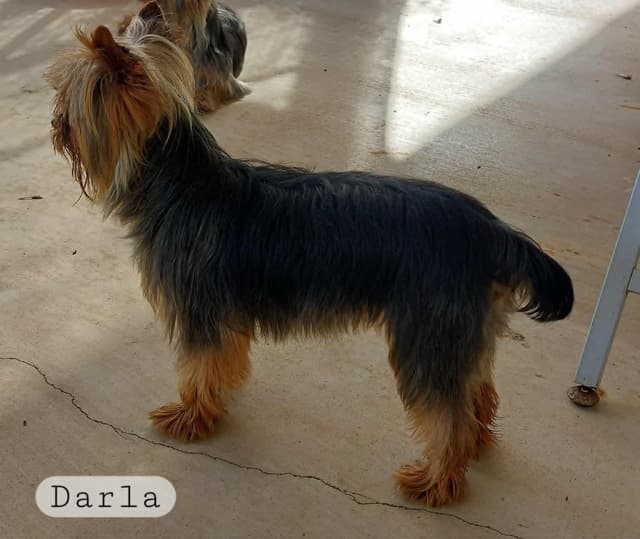 Yorkshire Terrier Puppies media 9