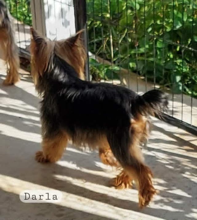 Yorkshire Terrier Puppies media 7